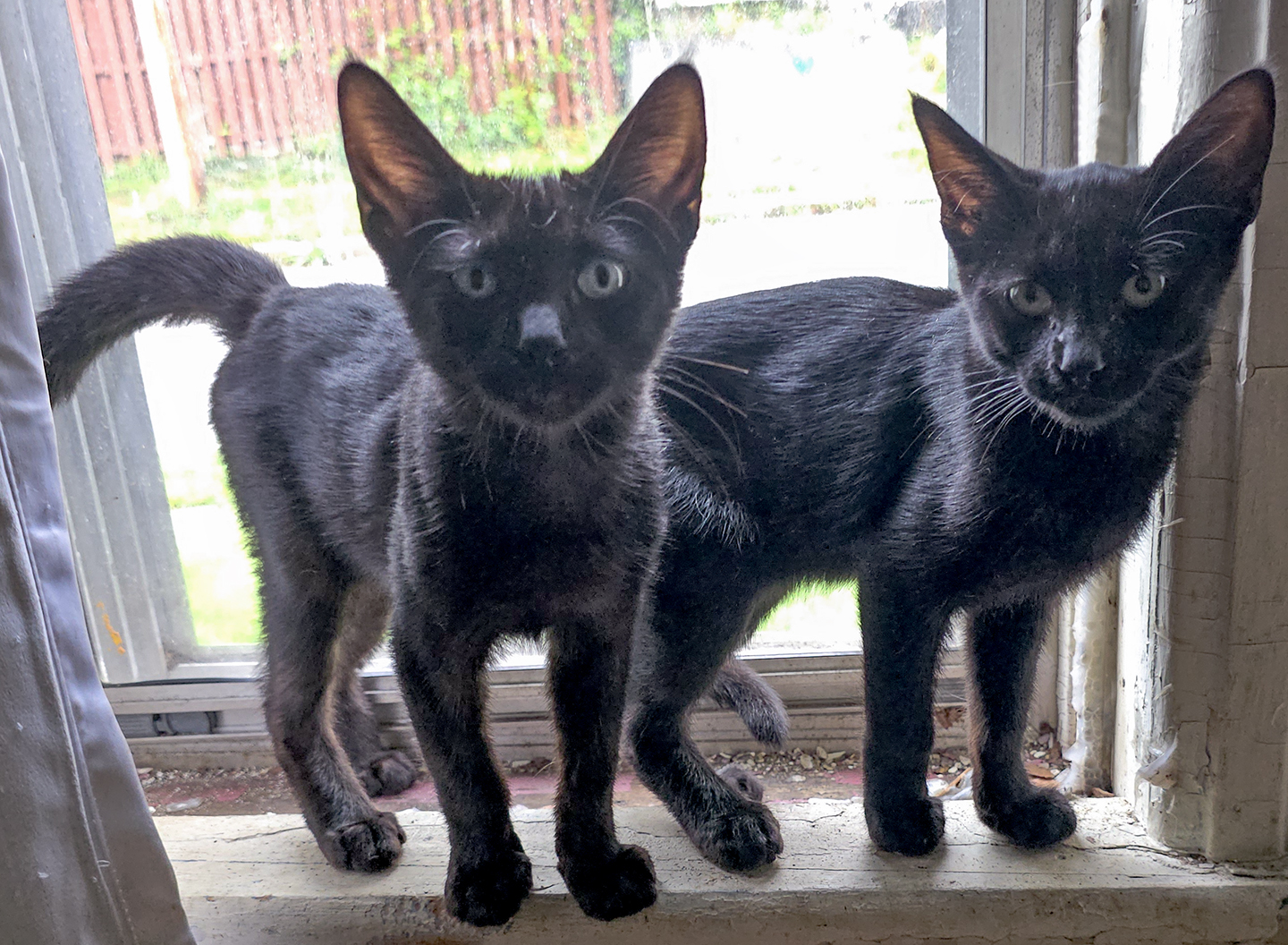 Top Cat Sanctuary cat photo